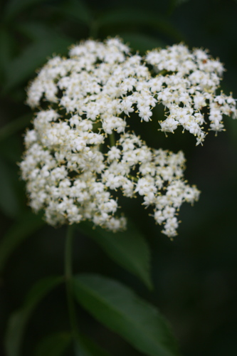 Sambucus canadensis