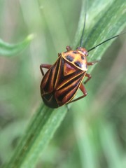 Calocoris barberi