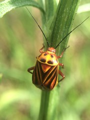 Calocoris barberi