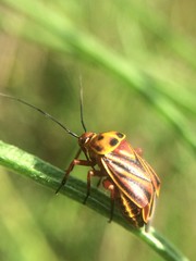 Calocoris barberi