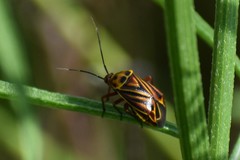 Calocoris barberi