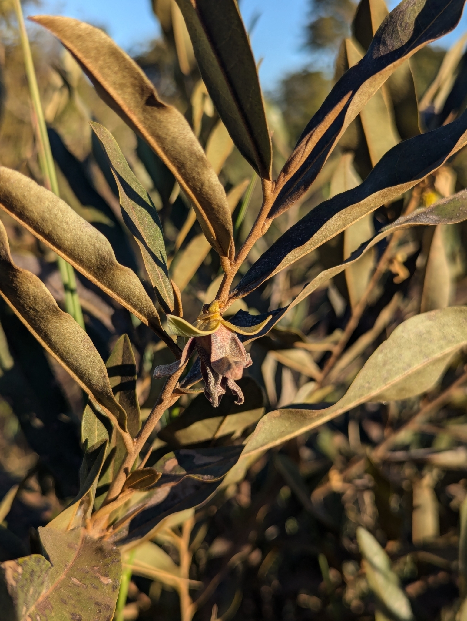 Imagem de Araticum-do-cerrado