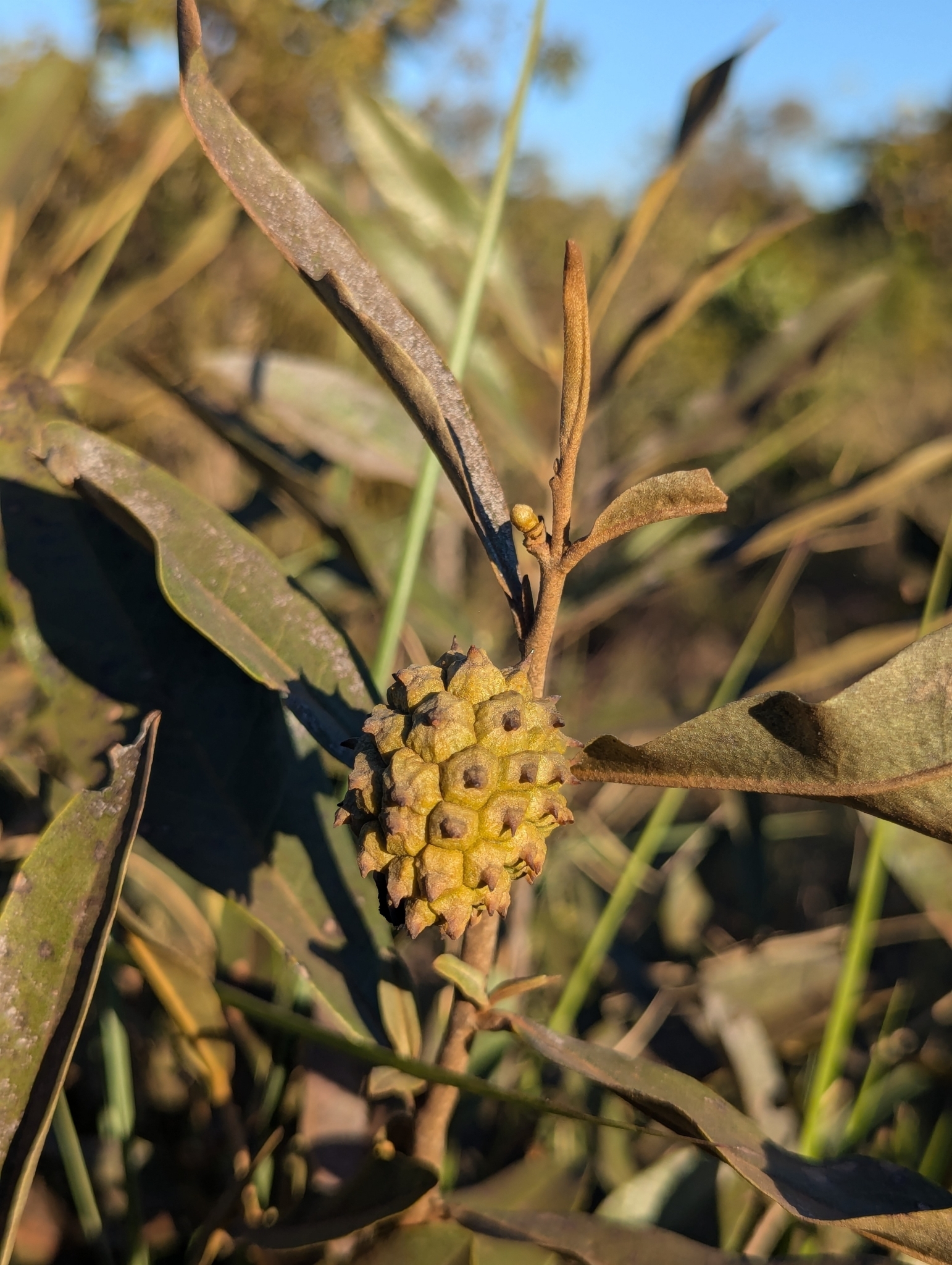 Imagem de Araticum-do-cerrado