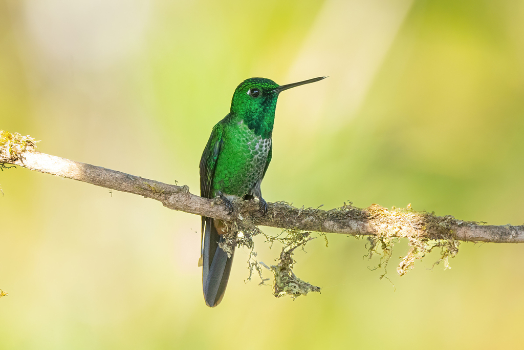 Rufous-vented Whitetip