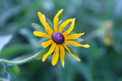Rudbeckia hirta