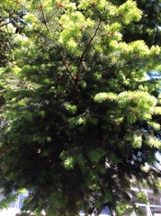 Pseudotsuga