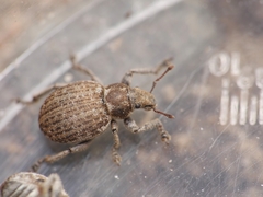 Philopedon plagiatum