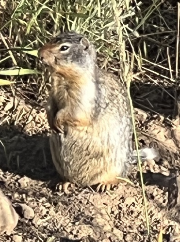 Columbian Ground Squirrel