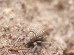 Philopedon plagiatum