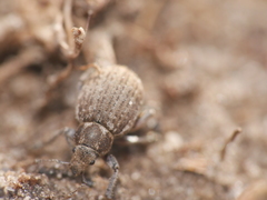 Philopedon plagiatum