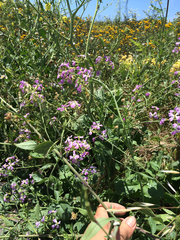 Raphanus raphanistrum raphanistrum