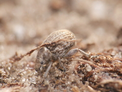 Philopedon plagiatum