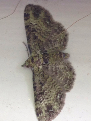 Pasiphila rectangulata