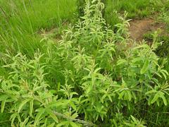 Eriosema psoraleoides