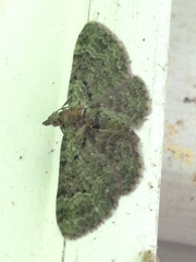 Pasiphila rectangulata