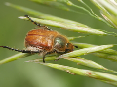 Chaetopteroplia segetum