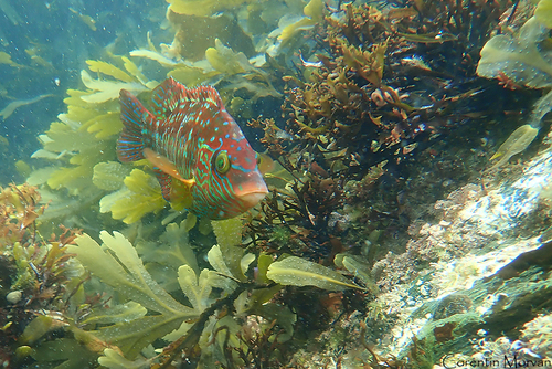 Corkwing Wrasse, Côtes-d'Armor, Bretagne, FR, photo 6 of 10