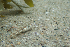 Pomatoschistus pictus