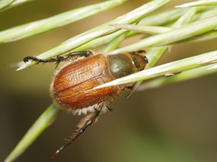 Chaetopteroplia segetum