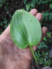 Eriospermum cooperi cooperi