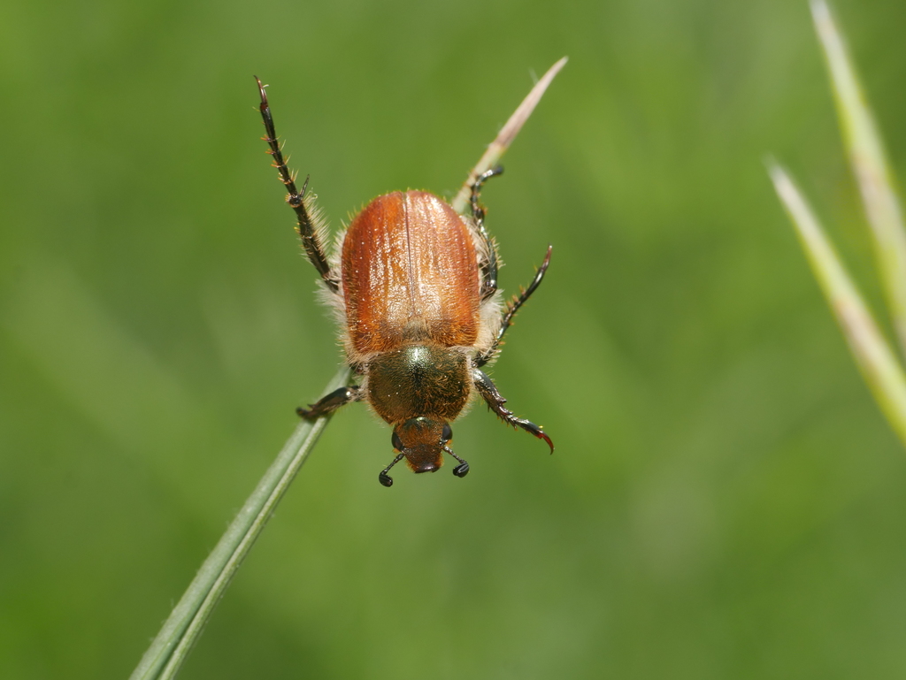 Chaetopteroplia