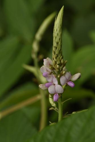 Desmodium tortuosum