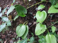 Eriospermum cooperi cooperi