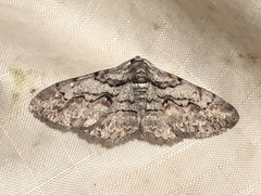 Iridopsis vellivolata