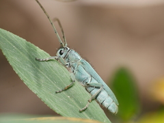 Phytoecia caerulescens
