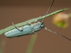 Phytoecia caerulescens