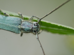 Phytoecia caerulescens