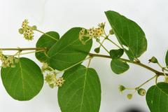 Helinus integrifolius