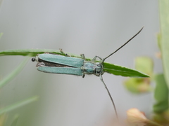 Phytoecia caerulescens
