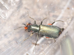 Cordylepherus viridis