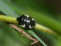 Tritomegas sexmaculatus