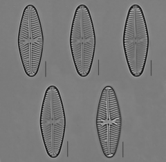Navicula reinhardtii
