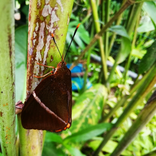 Castniidae