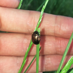 Chrysolina oricalcia