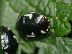 Tritomegas sexmaculatus