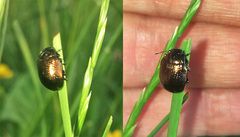 Chrysolina oricalcia
