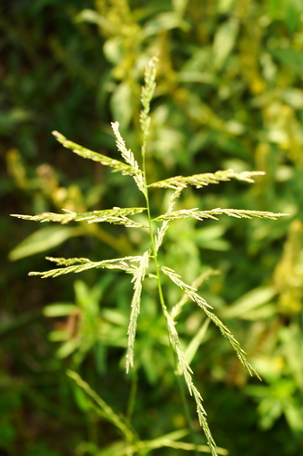 Disakisperma dubium observed 2020-09-21