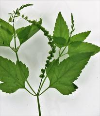 Priva flabelliformis