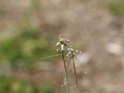 Image of Boechera divaricarpa by no rights reserved