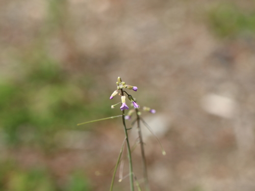 Image of Spreadingpod Rockcress (Boechera divaricarpa) by no rights reserved