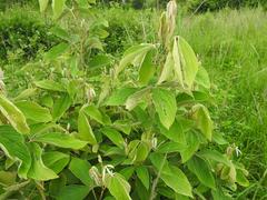 Pseudarthria hookeri