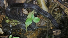 Erythrolamprus epinephalus
