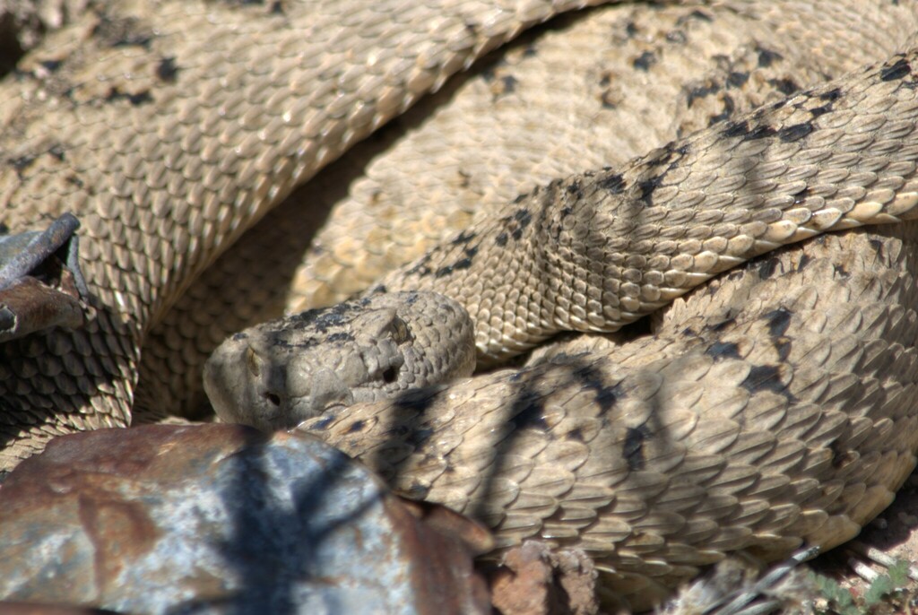 Nevada Rattlesnakes Great Basin Rattlesnake from Lincoln County, NV, USA on April 2, 2018 ...