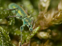 Phyllobius arborator