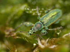 Phyllobius arborator