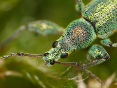 Phyllobius arborator